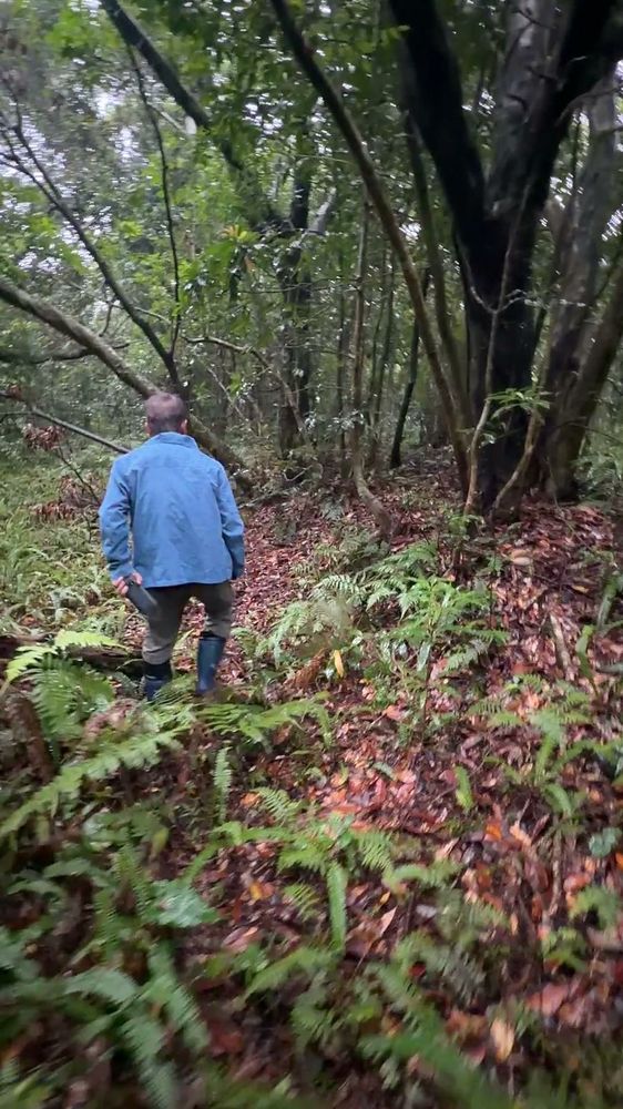 シダの斜面を、森の奥へ登っていく人の後ろ姿