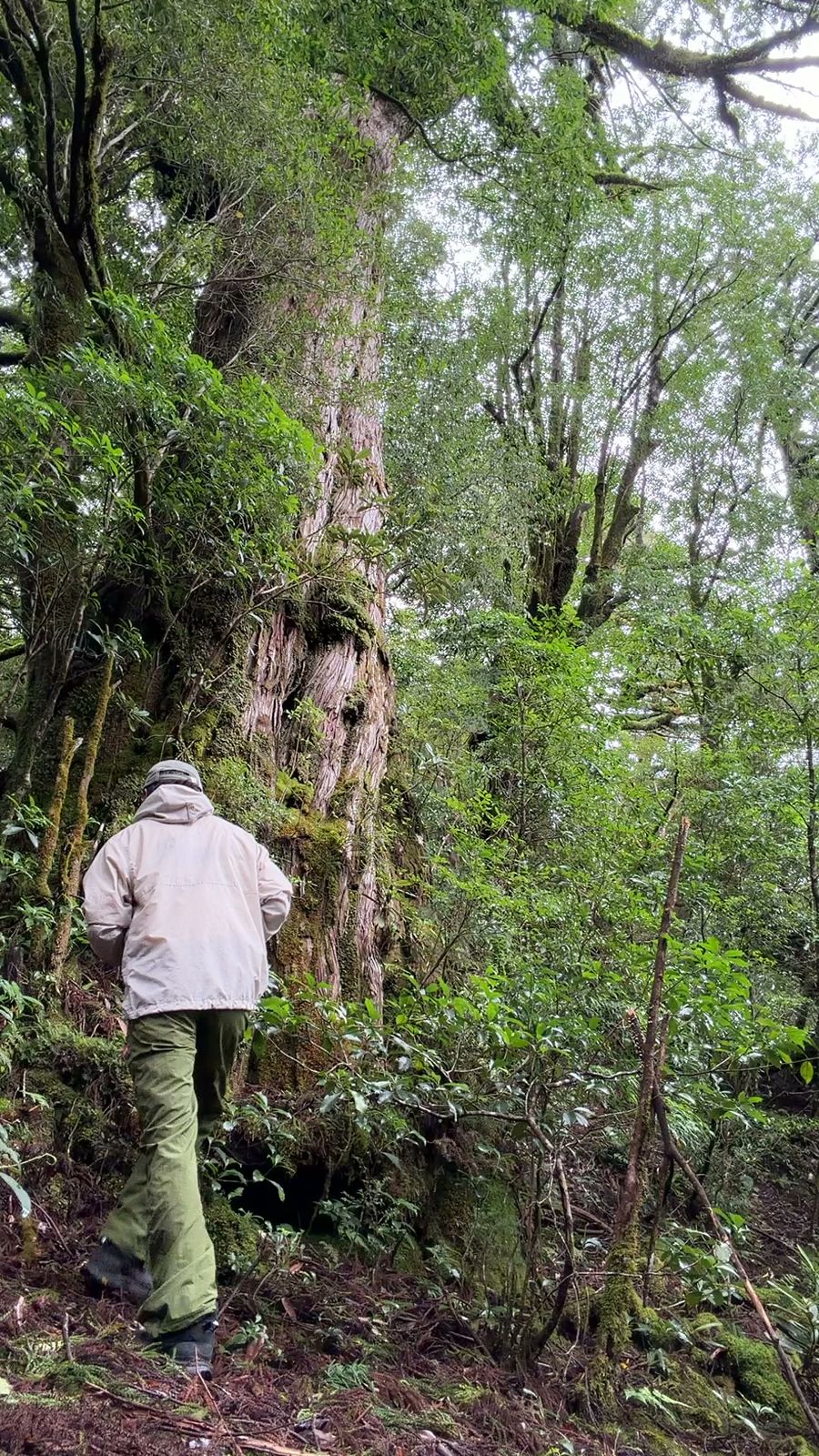 大きな杉の根元で、幹を見上げる人の後ろ姿