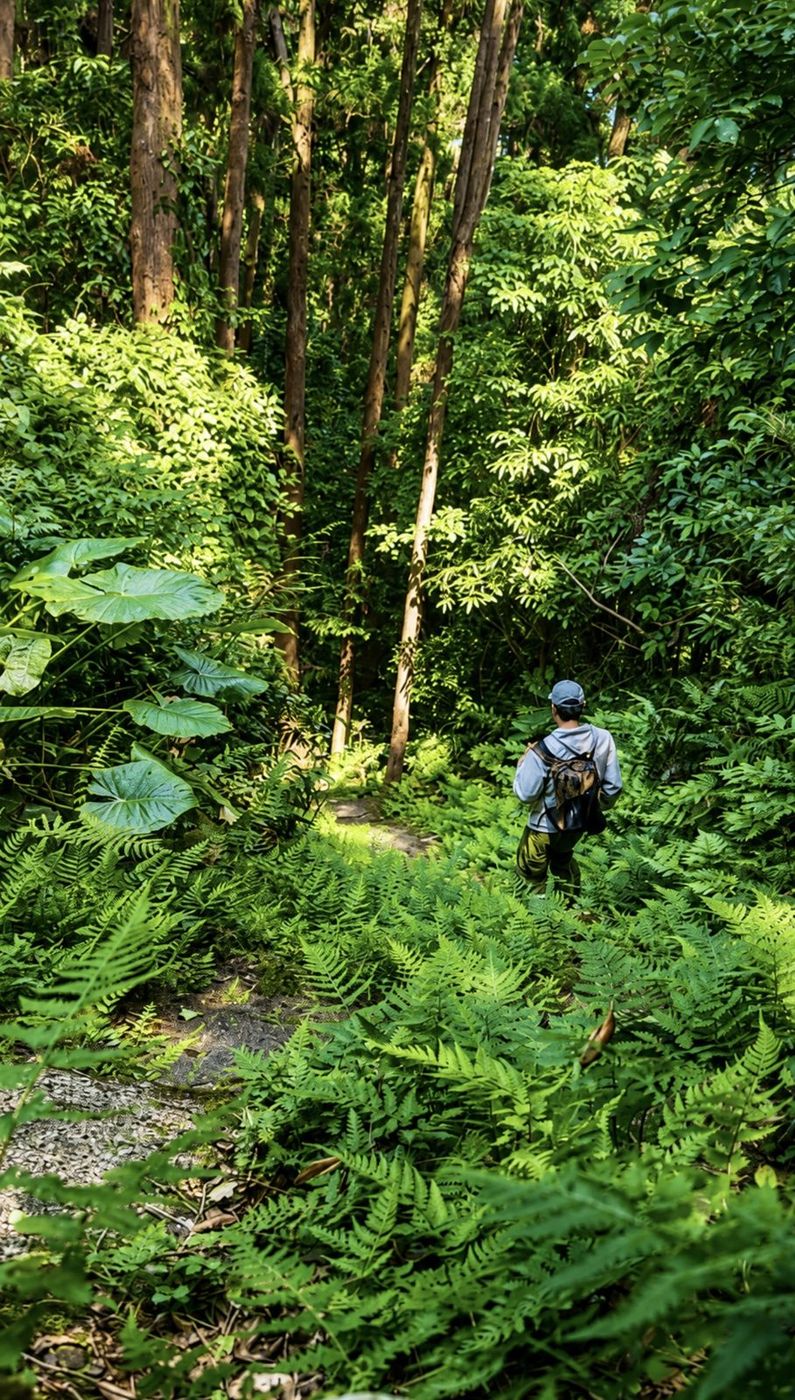 シダの茂る森の道を歩く人の後ろ姿