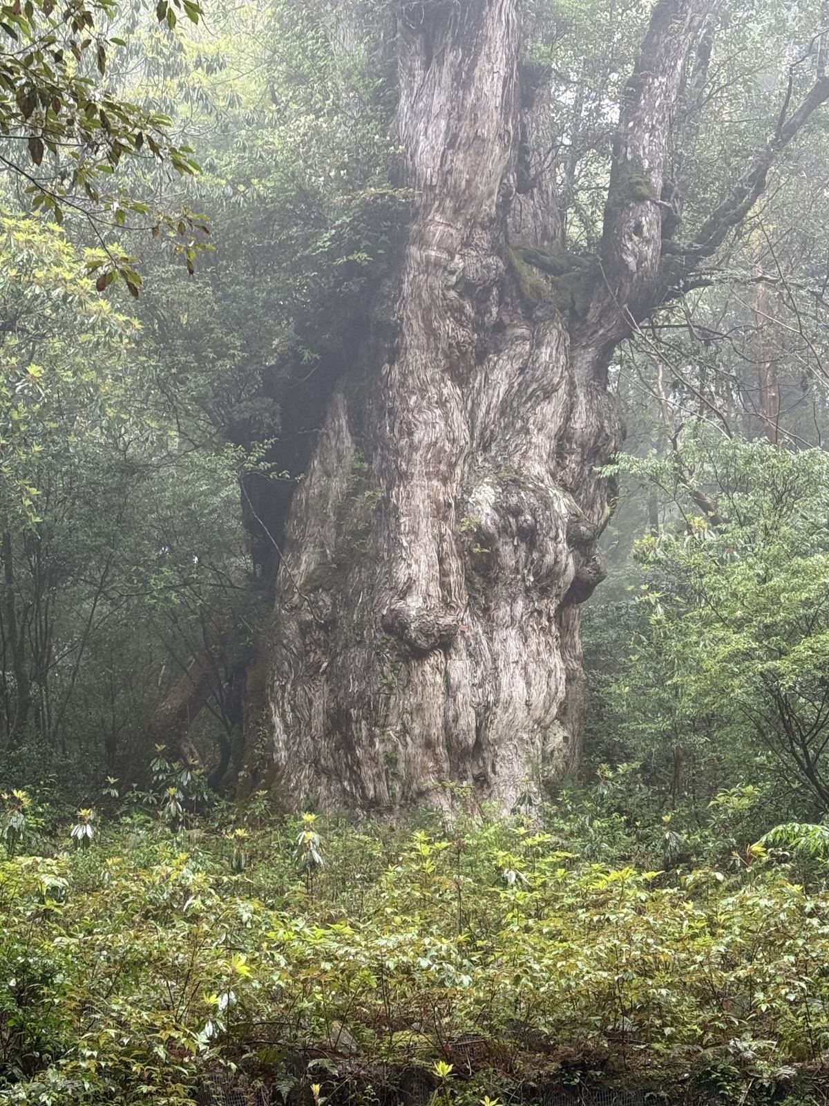 霧の中に立つ、苔をまとった巨木