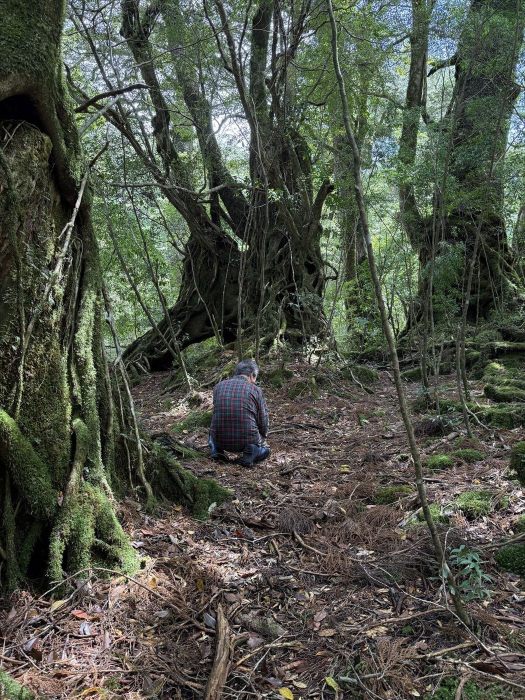 苔におおわれた森に、ひとり佇む人の後ろ姿
