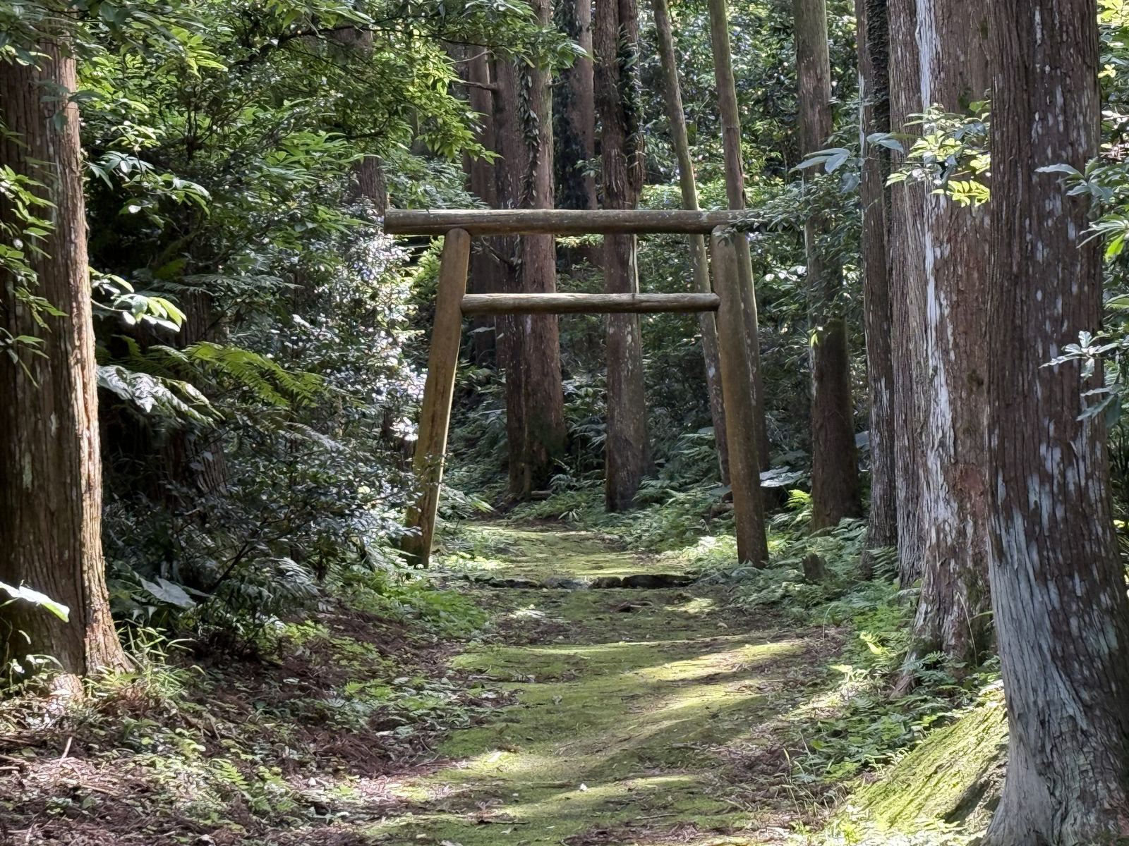 杉木立の中に立つ鳥居と、苔の参道