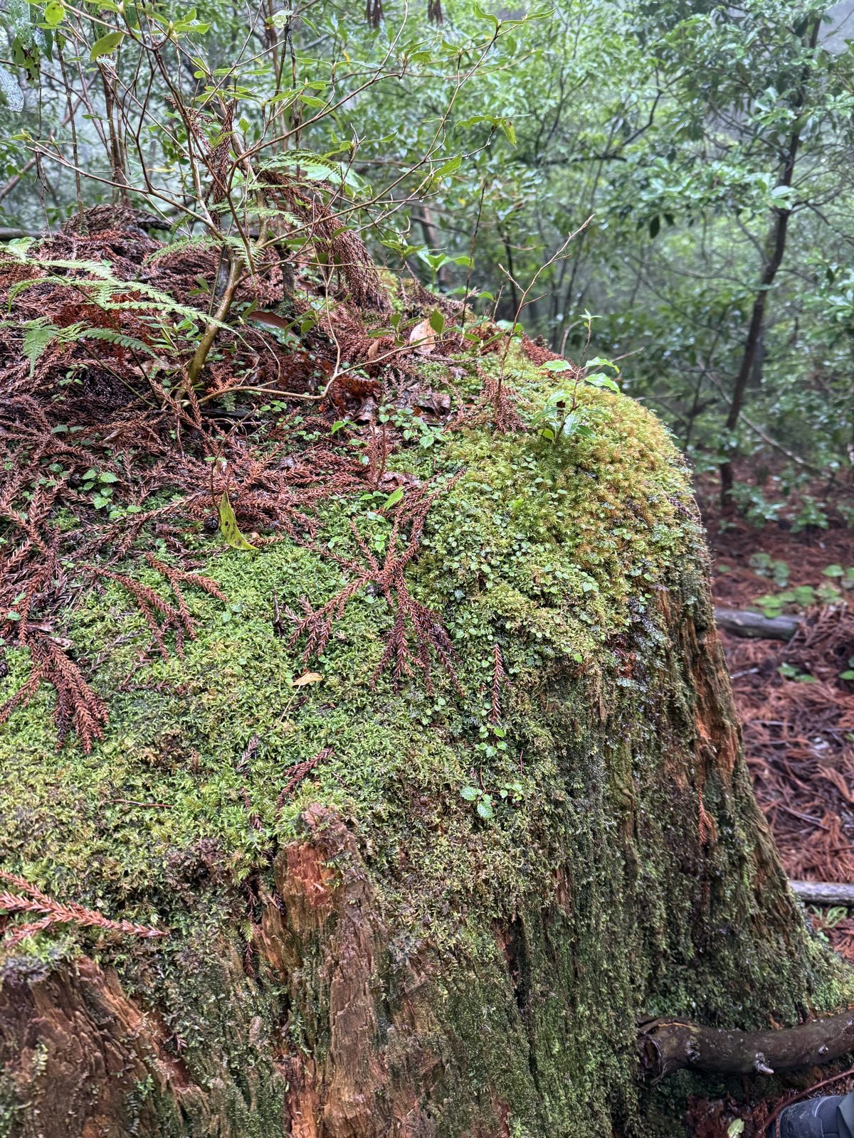 山の風景
