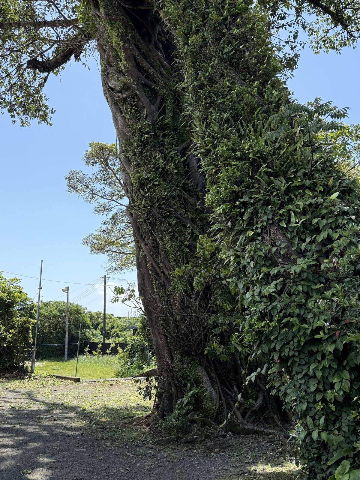 宮之浦岳の空