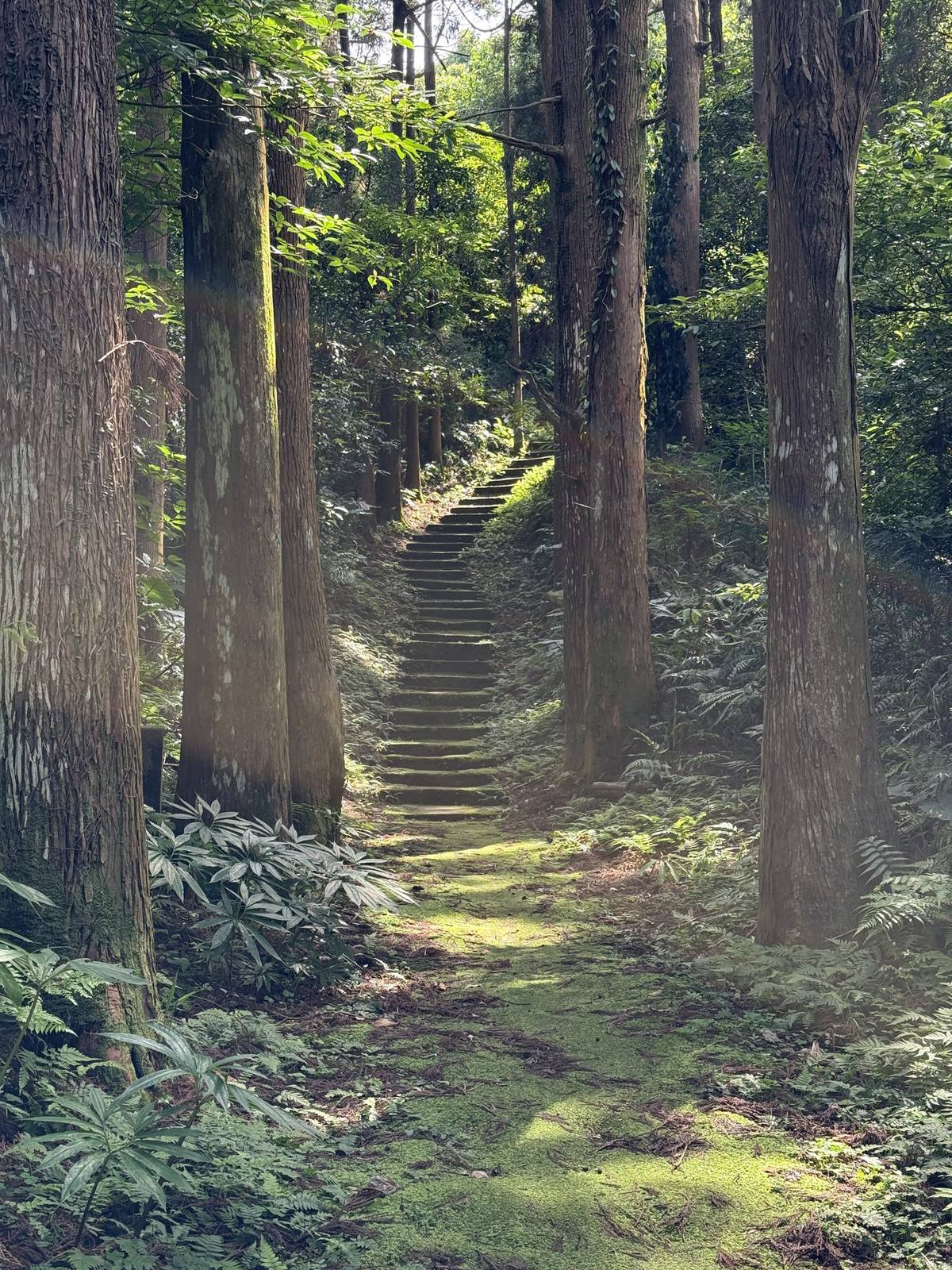 木漏れ日の石段