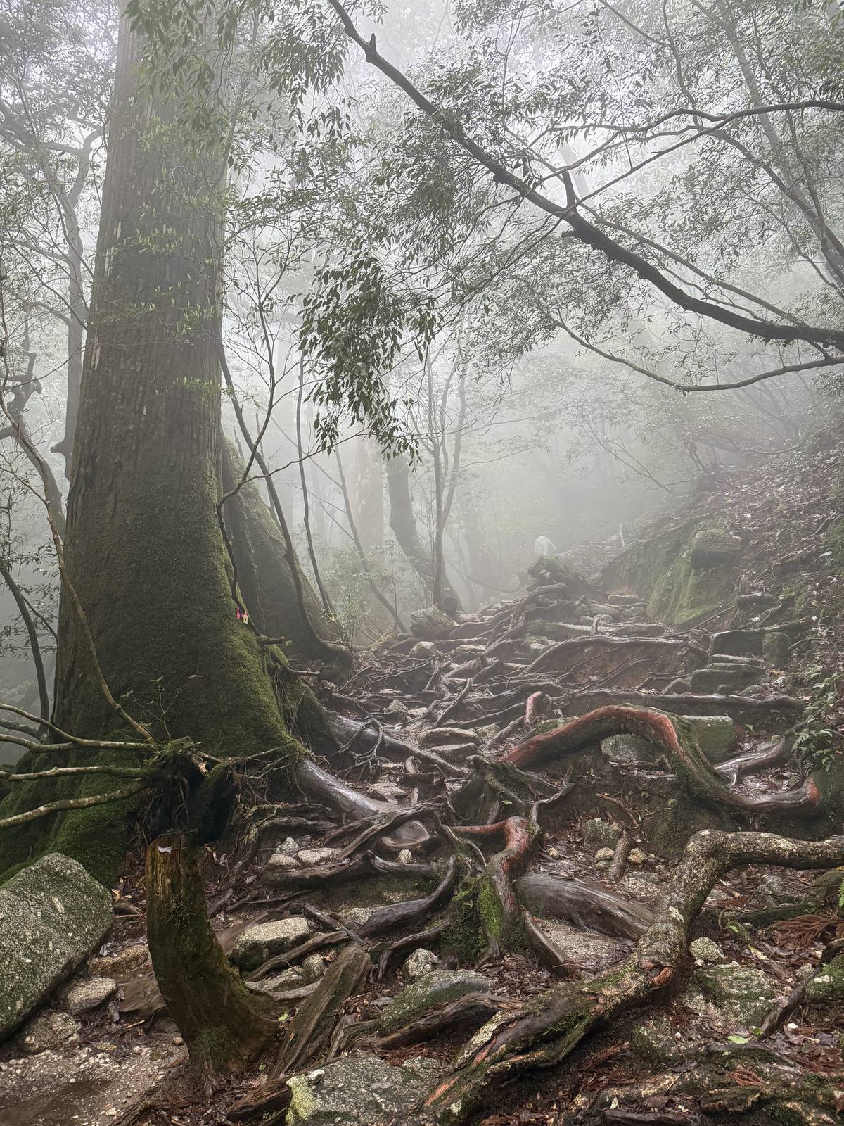 霧の登山道
