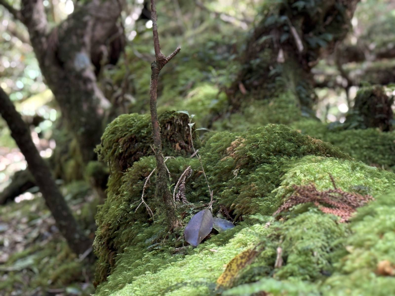 苔むす森