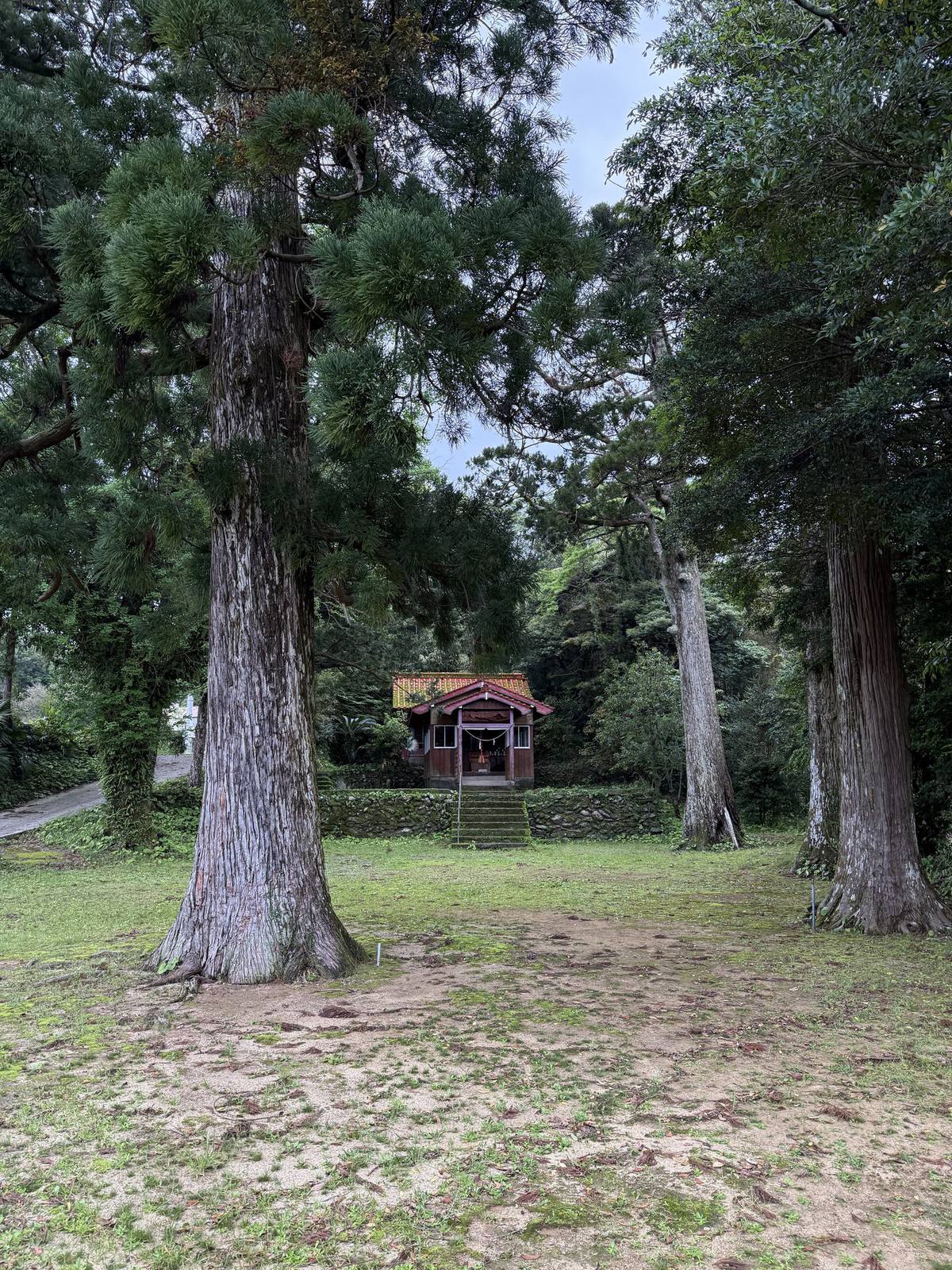 社の杉