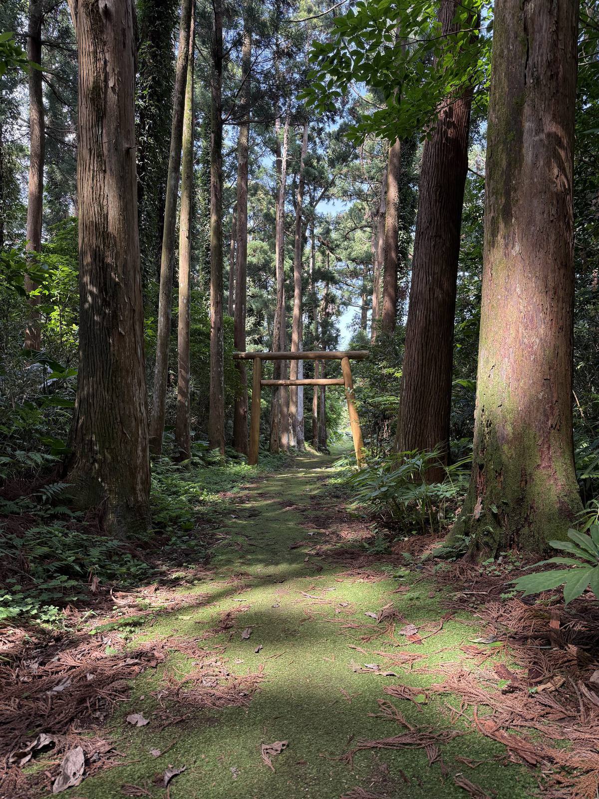 屋久島の参道